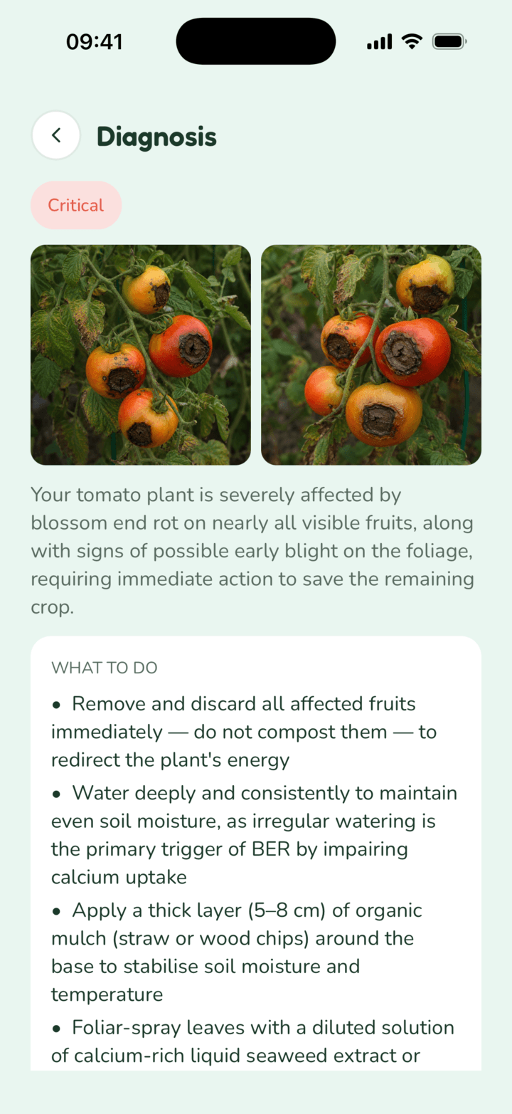 Diagnosis screen: a tomato plant with blossom end rot and the recommended actions
