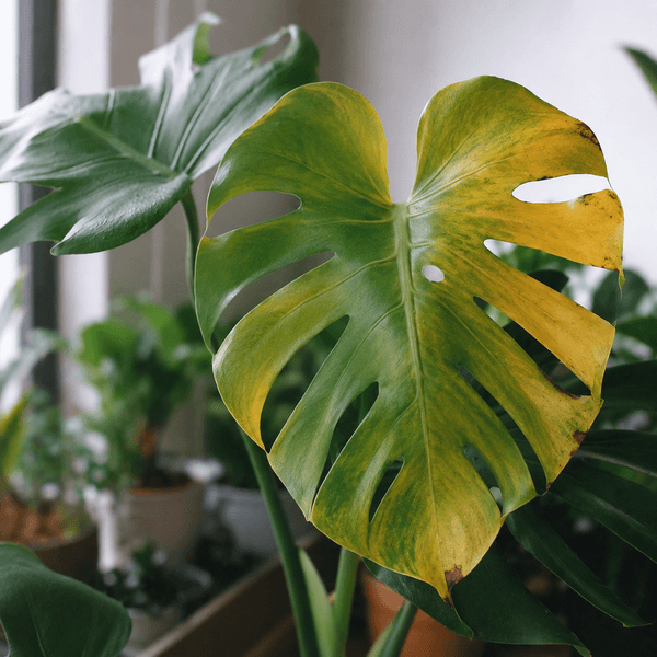 Photo of a Monstera’s yellowing leaves